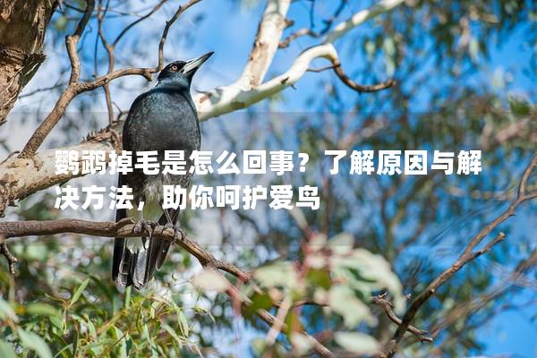 鹦鹉掉毛是怎么回事？了解原因与解决方法，助你呵护爱鸟