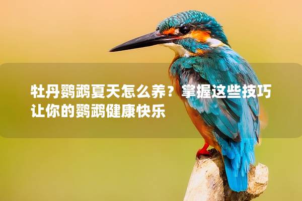 牡丹鹦鹉夏天怎么养？掌握这些技巧让你的鹦鹉健康快乐
