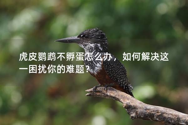 虎皮鹦鹉不孵蛋怎么办，如何解决这一困扰你的难题？
