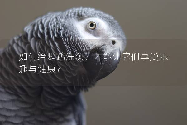 如何给鹦鹉洗澡，才能让它们享受乐趣与健康？
