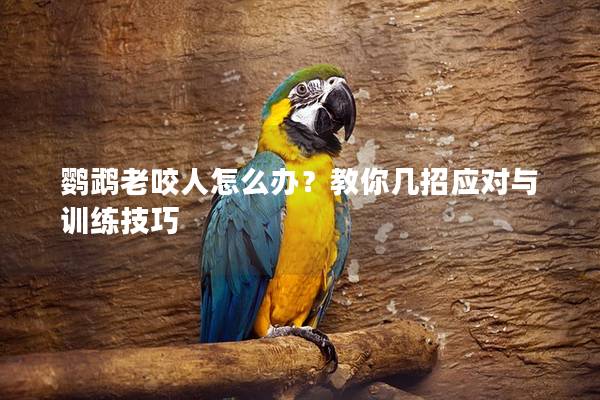 鹦鹉老咬人怎么办？教你几招应对与训练技巧