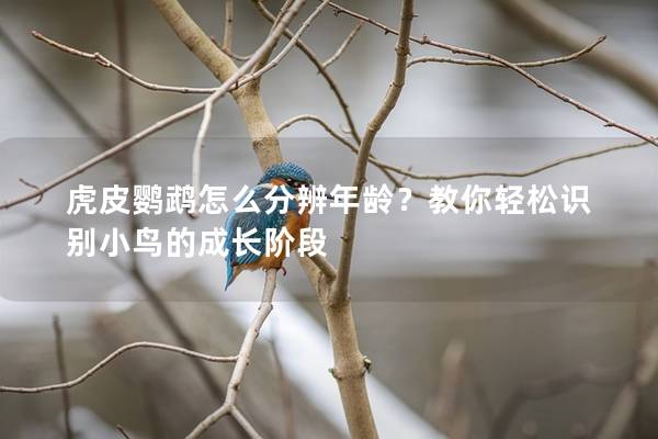 虎皮鹦鹉怎么分辨年龄？教你轻松识别小鸟的成长阶段