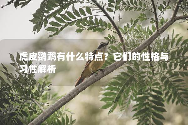 虎皮鹦鹉有什么特点？它们的性格与习性解析