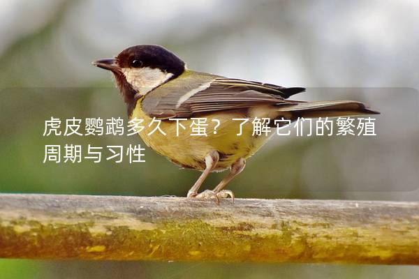 虎皮鹦鹉多久下蛋？了解它们的繁殖周期与习性
