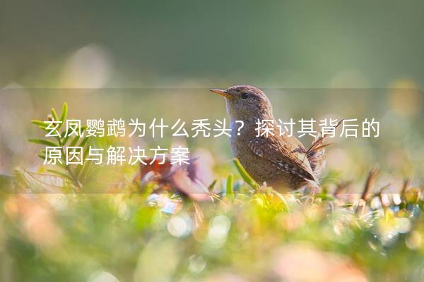 玄凤鹦鹉为什么秃头？探讨其背后的原因与解决方案