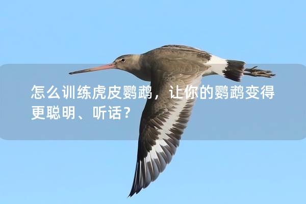 怎么训练虎皮鹦鹉，让你的鹦鹉变得更聪明、听话？