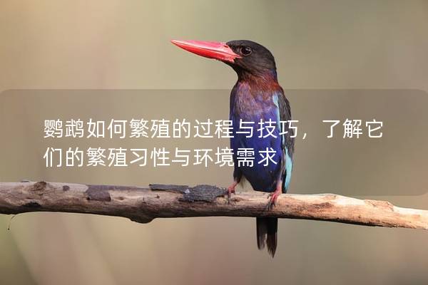 鹦鹉如何繁殖的过程与技巧，了解它们的繁殖习性与环境需求