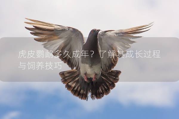 虎皮鹦鹉多久成年？了解其成长过程与饲养技巧