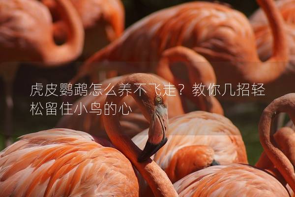 虎皮鹦鹉怎么养不飞走？教你几招轻松留住小鸟的心