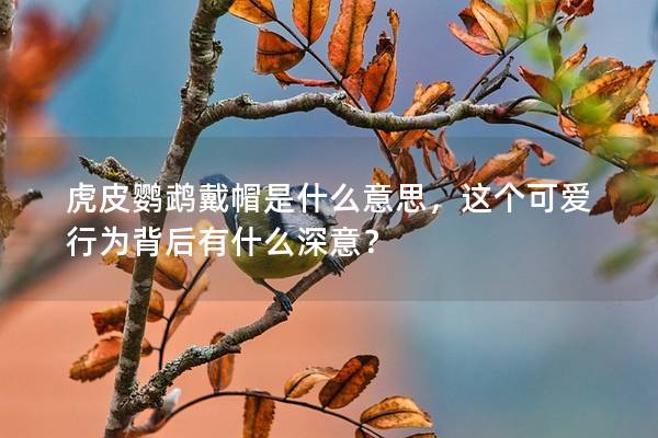 虎皮鹦鹉戴帽是什么意思，这个可爱行为背后有什么深意？