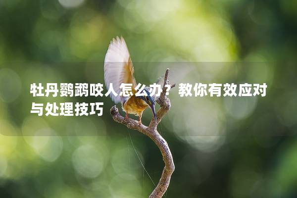 牡丹鹦鹉咬人怎么办？教你有效应对与处理技巧