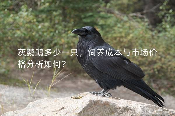 灰鹦鹉多少一只，饲养成本与市场价格分析如何？
