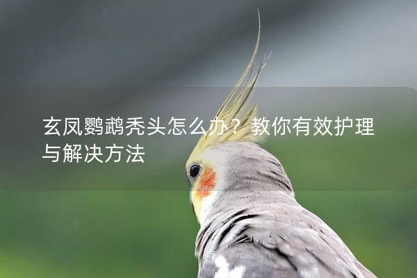 玄凤鹦鹉秃头怎么办？教你有效护理与解决方法