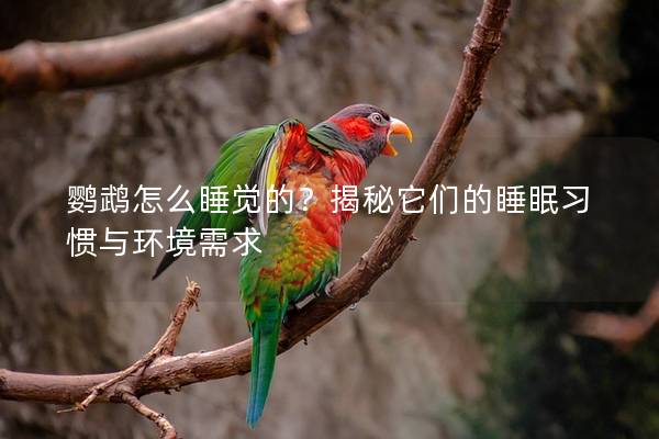 鹦鹉怎么睡觉的？揭秘它们的睡眠习惯与环境需求