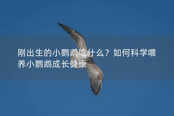 刚出生的小鹦鹉吃什么？如何科学喂养小鹦鹉成长健康