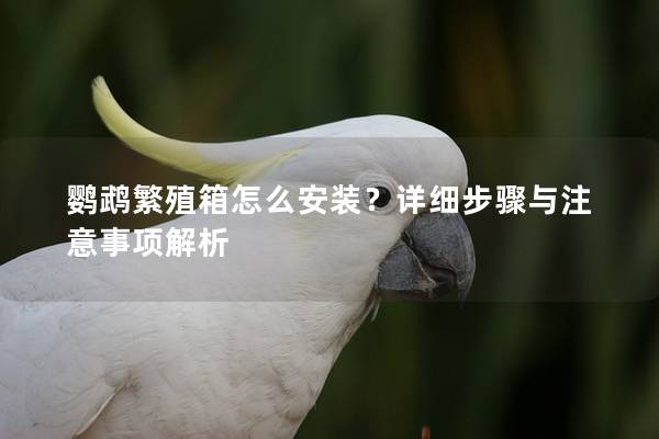 鹦鹉繁殖箱怎么安装？详细步骤与注意事项解析
