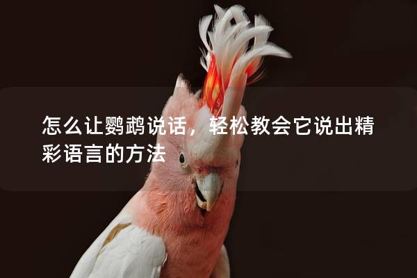 怎么让鹦鹉说话，轻松教会它说出精彩语言的方法