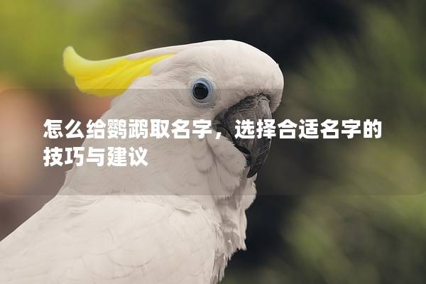 怎么给鹦鹉取名字，选择合适名字的技巧与建议