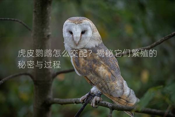 虎皮鹦鹉怎么交配？揭秘它们繁殖的秘密与过程