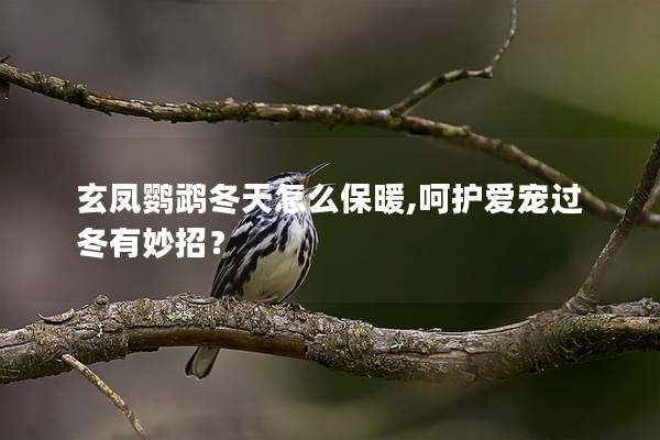 玄凤鹦鹉冬天怎么保暖,呵护爱宠过冬有妙招？
