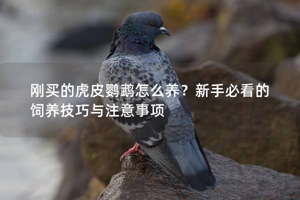 刚买的虎皮鹦鹉怎么养？新手必看的饲养技巧与注意事项