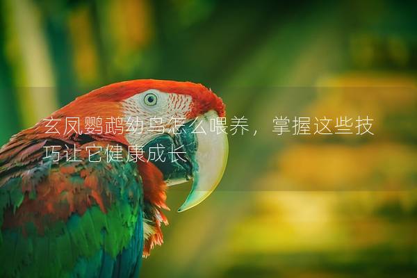 玄凤鹦鹉幼鸟怎么喂养，掌握这些技巧让它健康成长