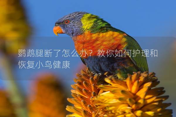 鹦鹉腿断了怎么办？教你如何护理和恢复小鸟健康