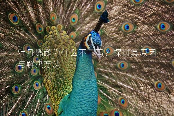 牡丹鹦鹉为什么不下蛋？探讨其原因与解决方法