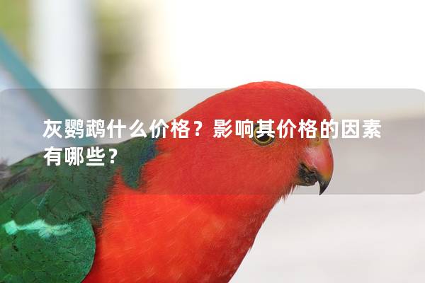 灰鹦鹉什么价格？影响其价格的因素有哪些？