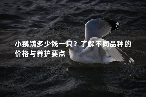 小鹦鹉多少钱一只？了解不同品种的价格与养护要点