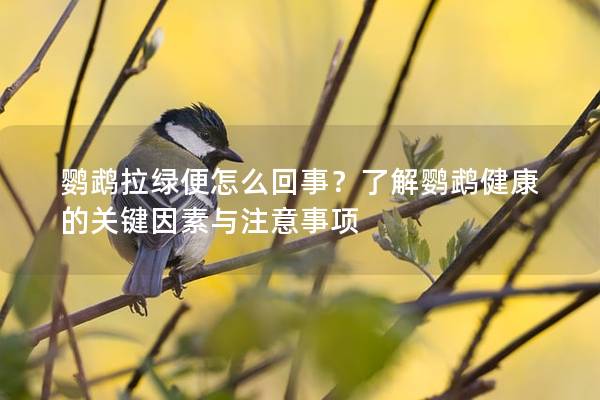 鹦鹉拉绿便怎么回事？了解鹦鹉健康的关键因素与注意事项