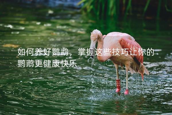 如何养好鹦鹉，掌握这些技巧让你的鹦鹉更健康快乐
