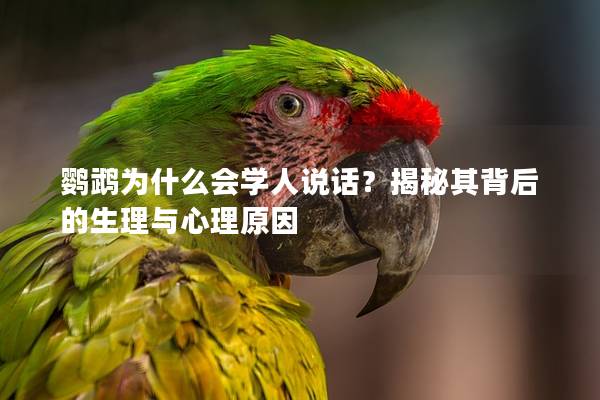 鹦鹉为什么会学人说话？揭秘其背后的生理与心理原因