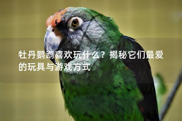 牡丹鹦鹉喜欢玩什么？揭秘它们最爱的玩具与游戏方式