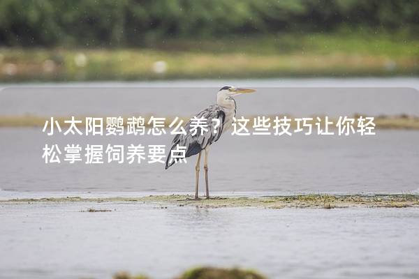 小太阳鹦鹉怎么养？这些技巧让你轻松掌握饲养要点