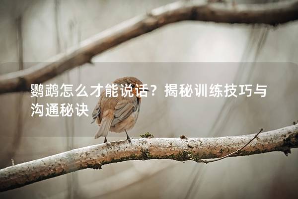 鹦鹉怎么才能说话？揭秘训练技巧与沟通秘诀