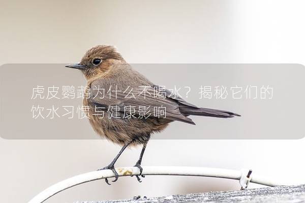 虎皮鹦鹉为什么不喝水？揭秘它们的饮水习惯与健康影响
