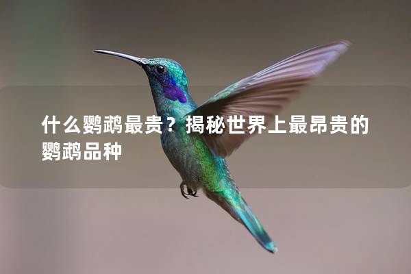 什么鹦鹉最贵？揭秘世界上最昂贵的鹦鹉品种