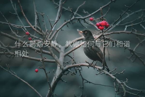 什么鹦鹉安静，教你如何与它们和谐相处