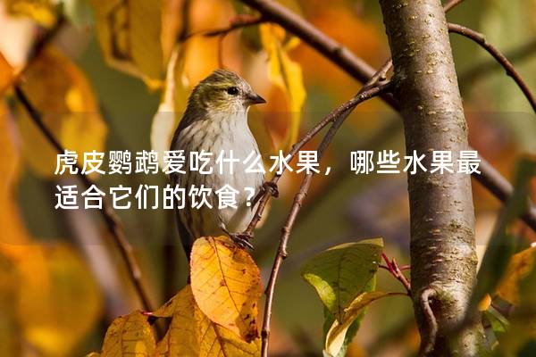 虎皮鹦鹉爱吃什么水果，哪些水果最适合它们的饮食？