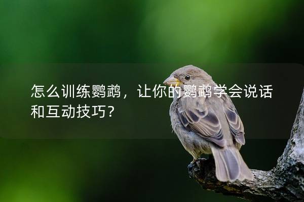 怎么训练鹦鹉，让你的鹦鹉学会说话和互动技巧？