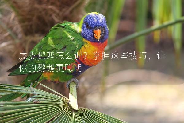 虎皮鹦鹉怎么训？掌握这些技巧，让你的鹦鹉更聪明