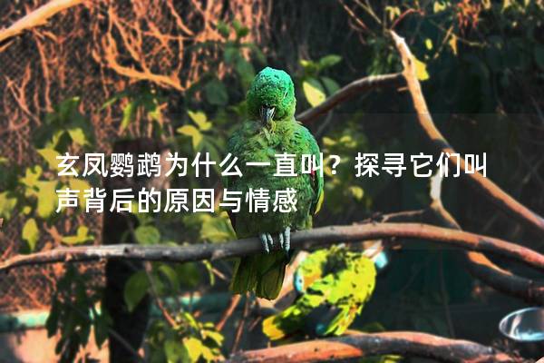 玄凤鹦鹉为什么一直叫？探寻它们叫声背后的原因与情感