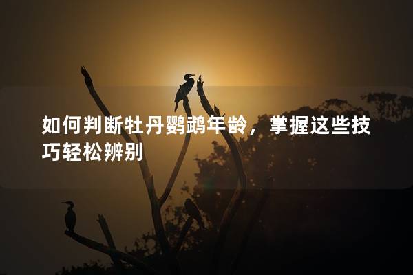如何判断牡丹鹦鹉年龄，掌握这些技巧轻松辨别