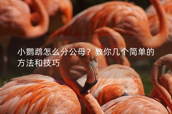 小鹦鹉怎么分公母？教你几个简单的方法和技巧