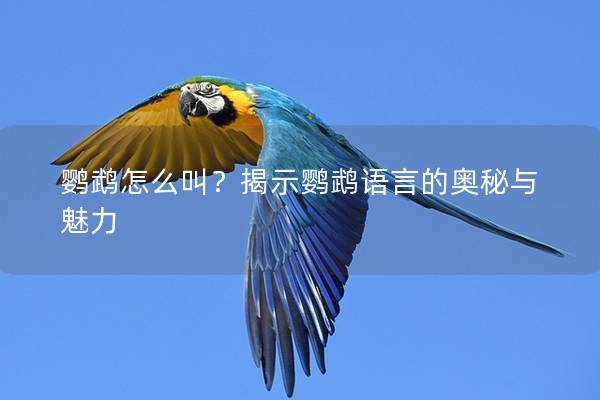鹦鹉怎么叫？揭示鹦鹉语言的奥秘与魅力