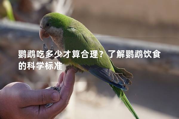 鹦鹉吃多少才算合理？了解鹦鹉饮食的科学标准