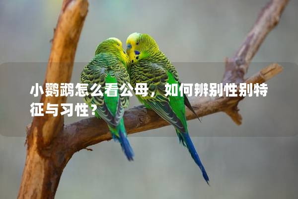 小鹦鹉怎么看公母，如何辨别性别特征与习性？