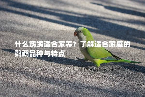 什么鹦鹉适合家养？了解适合家庭的鹦鹉品种与特点