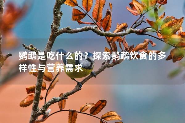 鹦鹉是吃什么的？探索鹦鹉饮食的多样性与营养需求